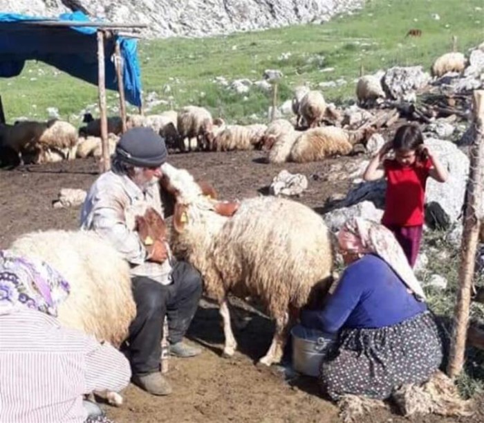 Turşu suyuyla mayalanıyor, soğuk sularda saklanıyor