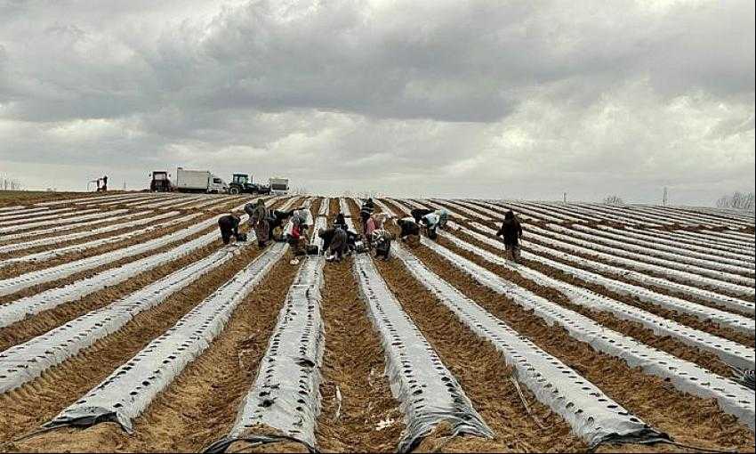 &Ccedil;ilek Fideleri Toprakla Buluştu