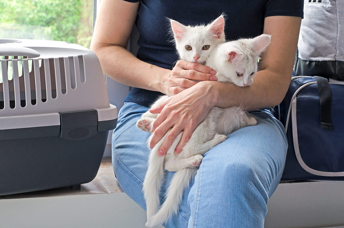 Evcil Hayvan Sahiplerine Zorunluluk: 31 Aralık 2025'e Kadar Kayıt Yaptırılmalı!