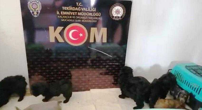 TEKİRDAĞ'A KA&Ccedil;AK YOLLARLA GETİRİLEN K&Ouml;PEKLER KORUMAYA ALINDI