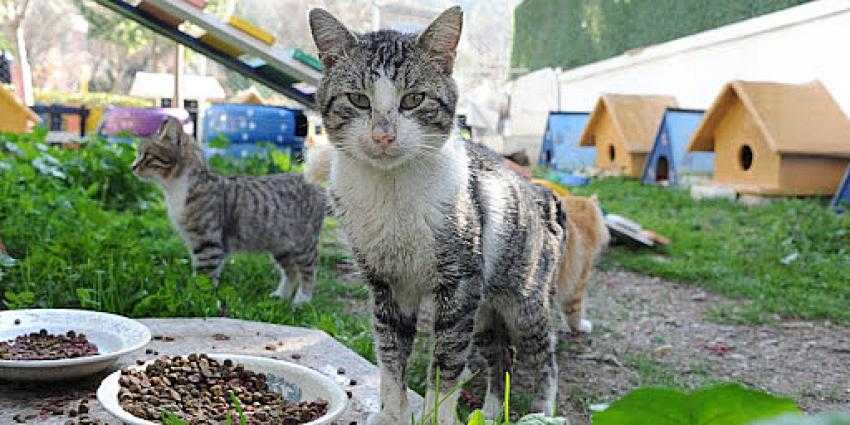 PATİGİLLER SAHİPLENDİRİLİYOR